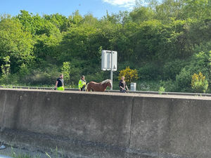 Supporting image for story: Runaway horse brings traffic on M5 to standstill