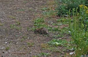 Sandwell Council have said that the rat problem is due to 'excessive bird feeding' on the canal route