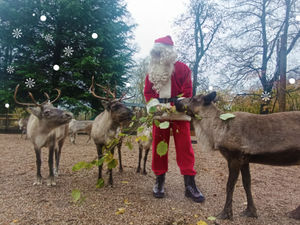 Santa and his reindeer at Dudley Zoo and Castle. 