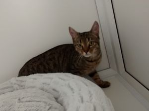 Supporting image for story: Frightened cat found dumped in a box by Walsall canal 