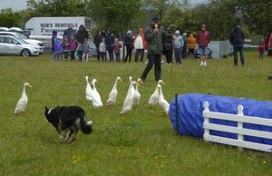 The Quack Pack led to many laughs when they entered the main ring