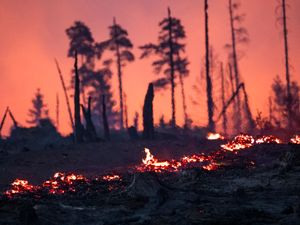 Supporting image for story: Firefighters injured tackling wildfires in eastern Germany