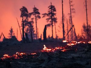 Supporting image for story: Firefighters injured tackling wildfires in eastern Germany