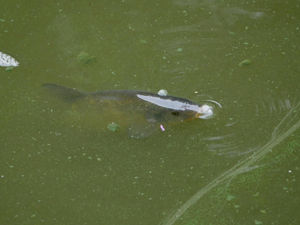 A fish in the 'green' lake last week. Image by Andy Compton