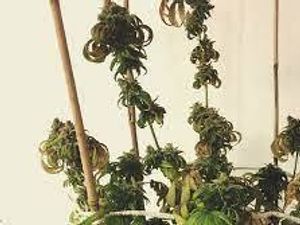 Supporting image for story: Hapless cannabis farmers get reduced sentences because they couldn't keep their plants alive