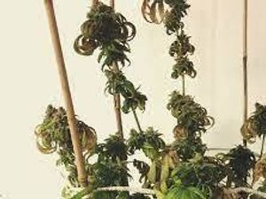 Supporting image for story: Hapless cannabis farmers get reduced sentences because they couldn't keep their plants alive