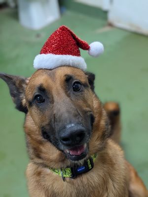 Birmingham Dogs Home is calling on the generosity of the public to make sure no dog dines alone this Christmas.