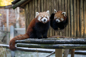 Cub Nikisha, born last year and mum Mei Lin are some of the easier animals to count.