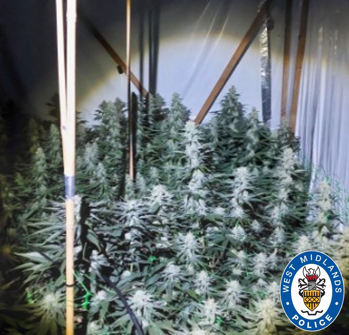 Man arrested after cannabis farm discovered in Dudley