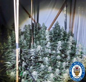 Some of the plants found