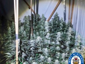 Supporting image for story: Man arrested after cannabis farm discovered in Dudley