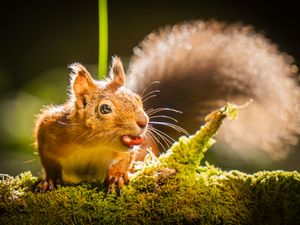 Supporting image for story: Lack of genetic diversity among red squirrels poses disease threat, study finds