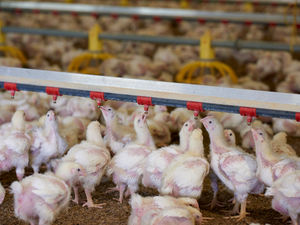 Supporting image for story: Sustainability key to attracting future poultry meat customers, says expert