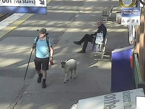 Supporting image for story: Man spotted walking sheep on lead through station