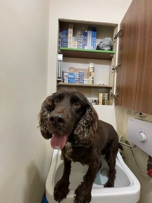 Yo Yo found a containment of cigarettes behind a false toilet mirror