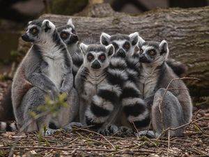 Supporting image for story: Rare lemurs and giant Lego lions in new Chester Zoo plans