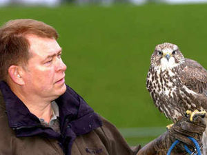 Supporting image for story: Tame falcon blows in to village near Oswestry