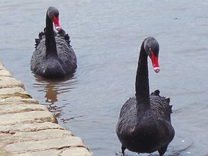 Supporting image for story: Peter Rhodes on a black-swan event, a perfect evening and not that Tom Jones, the other one