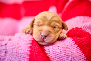 One of the pups to be born in the litter. Photo: Dave Phillips/PinPep