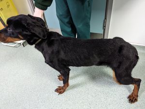 10-month-old Lola was 'visibly weak'. Photo: RSPCA