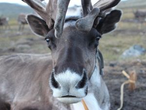Supporting image for story: Mongolian reindeer herders paying ‘first price’ for climate change – study