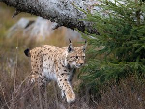 Supporting image for story: Bringing lynx back to Northumberland backed by 72% of locals, consultation finds