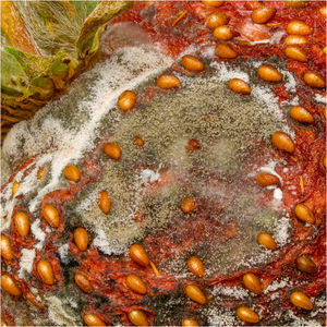 6. Ian Rowley - Strawberry Mould