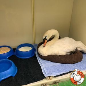 One of the waterfowl made homeless after the storm (Picture: Cuan)