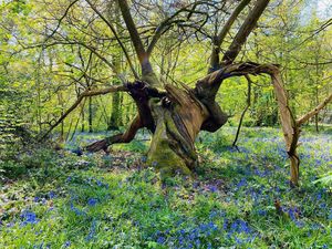 Bluebell tree at Combermere Abbey