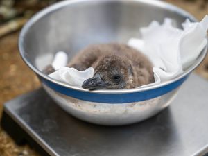 Supporting image for story: Zoo names endangered ‘mischievous’ penguin chicks after Oasis frontmen