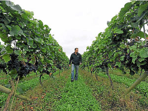 Supporting image for story: Vineyard is pressing rivals as crop could be a vintage