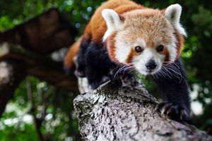 Love Your Zoo week at Drayton Manor