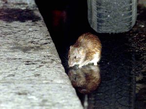 Supporting image for story: Widespread flooding has created ‘ideal conditions’ for rodents