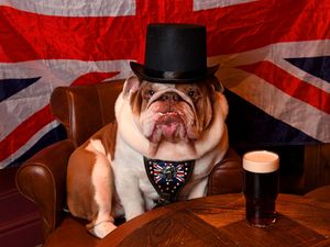 Supporting image for story: Meet Nelson, the Black Country's star canine Winston Churchill lookalike