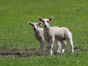 Supporting image for story: Eight lambs killed in attack by dogs near Bridgnorth 
 
