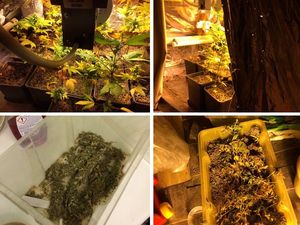Supporting image for story: Arrest after £25,000 worth of cannabis plants found growing in loft of Telford house