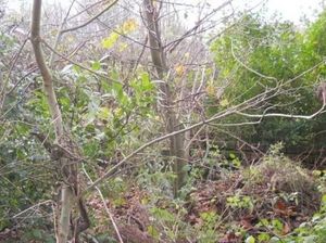 Supporting image for story: Telford plot that controversially got planning permission is now up for sale