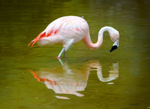 A flamingo pauses for reflection at a near-empty Dudley Zoo