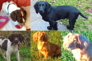 Supporting image for story: Three men being hunted over stealing dogs near Cleobury Mortimer