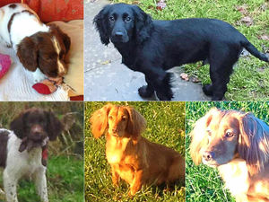 Supporting image for story: Three men being hunted over stealing dogs near Cleobury Mortimer
