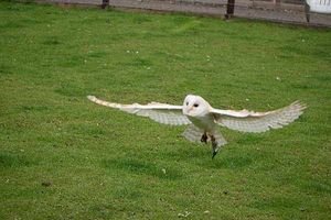 Learn to handle magnificent birds of prey at the Owl and Falconry Centre, Shipley