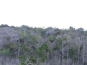 Supporting image for story: Amazon rainforest failing to keep up with climate change, scientists claim