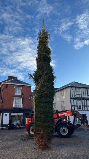 The tree is finally up