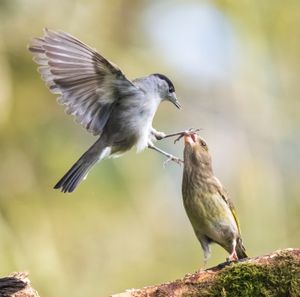 Two birds can be seen getting into a flap after an angry blackcap karate kicked a greenfinch in the beak