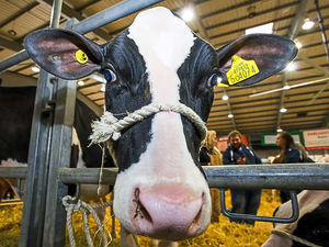 Supporting image for story: Shropshire farmers urged to act as Bluetongue vaccine given go-ahead for livestock