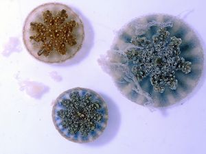 Supporting image for story: New study sheds light on how upside-down jellyfish cause ‘stinging water’