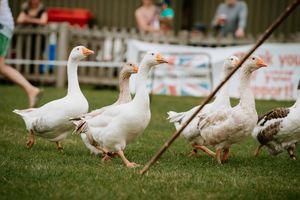 Shrewsbury Live 2019