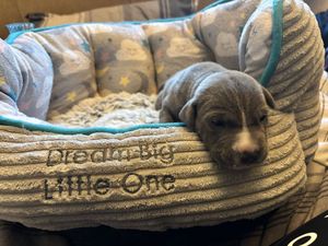 One of the puppies resting after their ordeal.