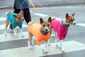 Three well-dressed pooches arrive for the second day of Crufts 2018
