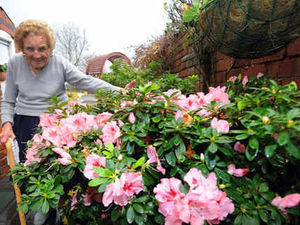 Supporting image for story: A bumper azaleas bloom for Brenda